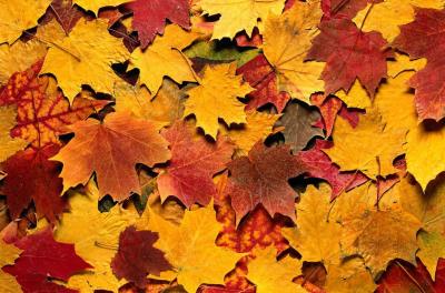 Цвет Листа Дуба Осенью Фото